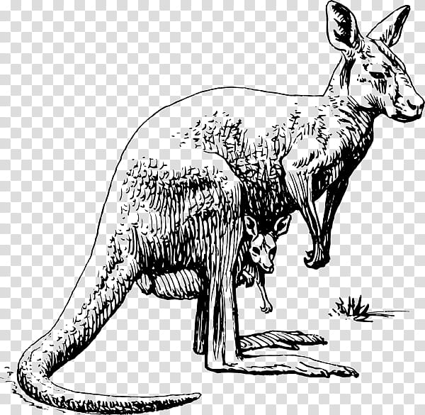 Kangaroo, Drawing, Pouch, Infant, Eastern Grey Kangaroo, Costume, Wallaby, Line Art transparent background PNG clipart