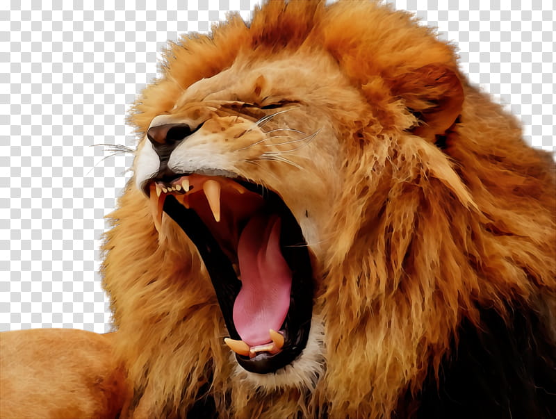 lion roar masai lion facial expression wildlife, Watercolor, Paint, Wet Ink, Terrestrial Animal, Yawn, Big Cats, Snout transparent background PNG clipart
