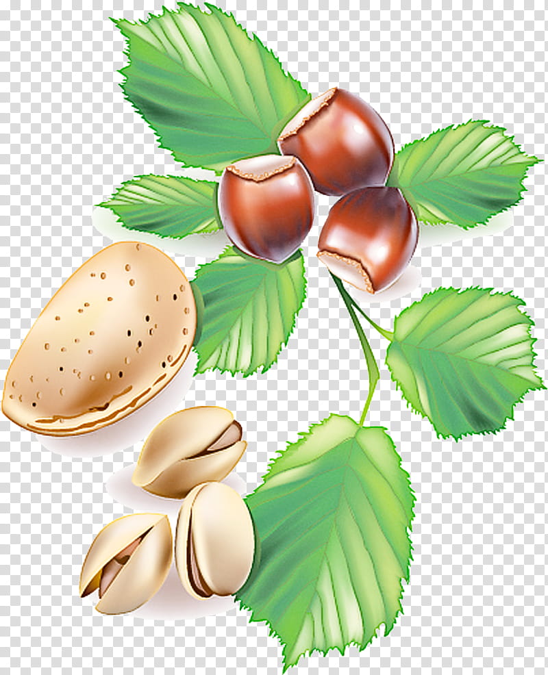 leaf hazelnut chestnut tree nut, Plant, Food, Woody Plant transparent background PNG clipart