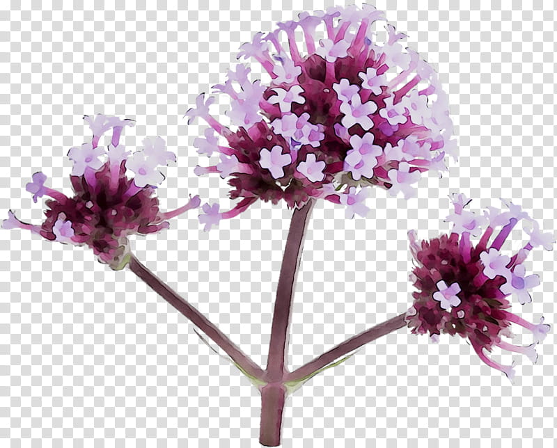 Pink Flower, Vervain, Herbaceous Plant, Purple, Cut Flowers, Family M Invest Doo, Plants, Pnk transparent background PNG clipart