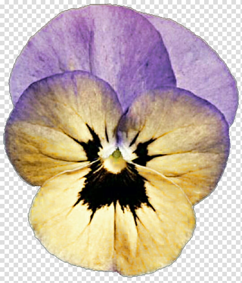 Sunny Lavender Pansy transparent background PNG clipart