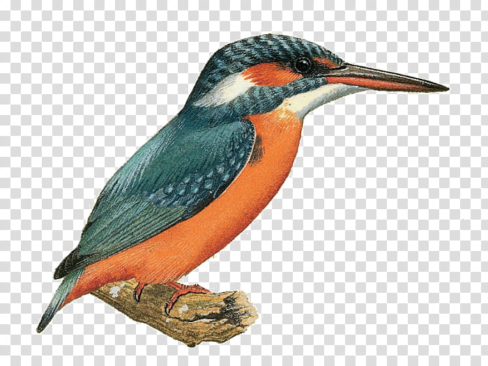 Bird Logo, Kingfisher, Belted Kingfisher, Coraciiformes, Beak, Piciformes transparent background PNG clipart