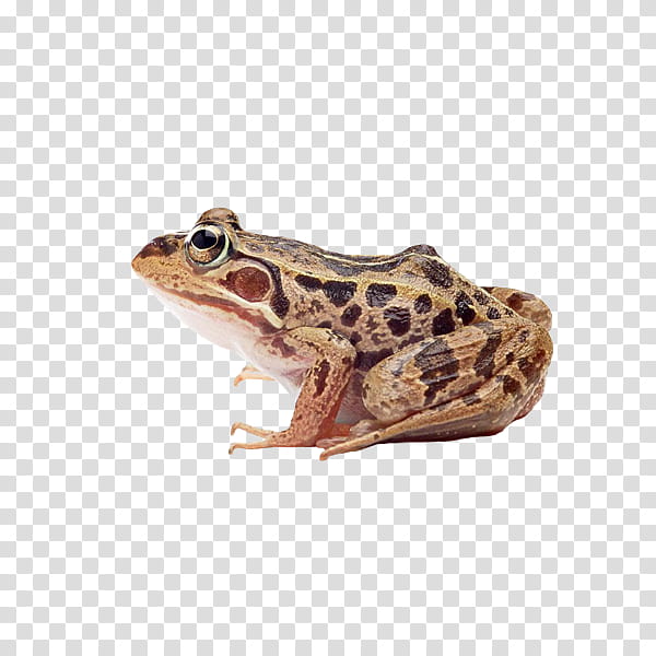 Frog, Amphibians, Tadpole, Art Museum, American Bullfrog, Toad transparent background PNG clipart