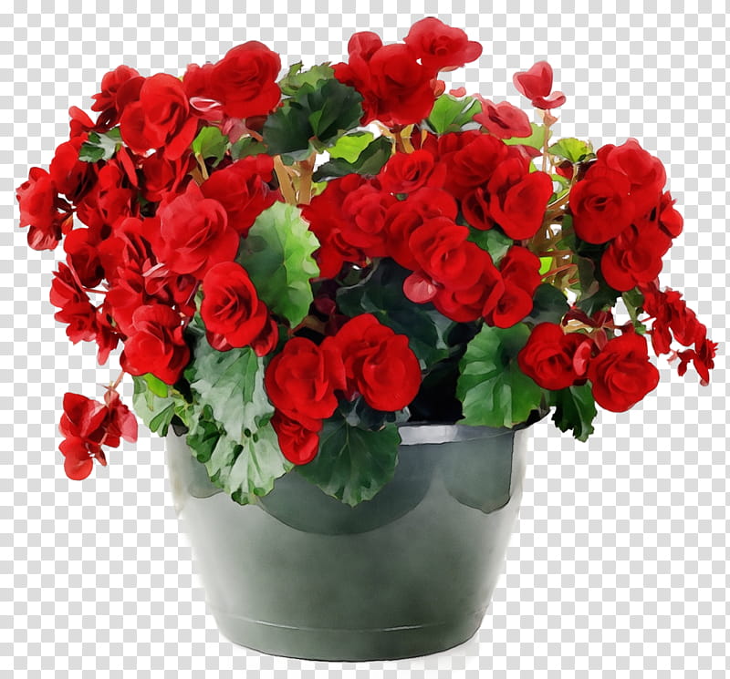 Rose, Watercolor, Paint, Wet Ink, Flower, Flowering Plant, Red, Flowerpot transparent background PNG clipart Rose, Watercolor, Paint, Wet Ink, Flower, Flowering Plant, Red, Flowerpot transparent background PNG clipart
