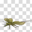 Spore creature Stenodictya lobata  transparent background PNG clipart