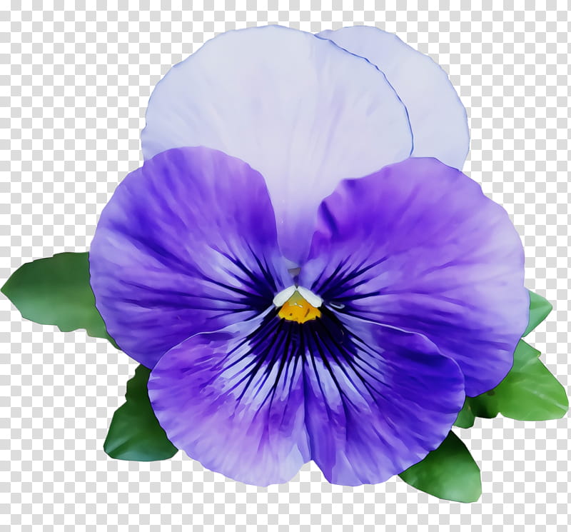 flower flowering plant violet purple petal, Watercolor, Paint, Wet Ink, Pansy, Wild Pansy, VIOLA, Violet Family transparent background PNG clipart