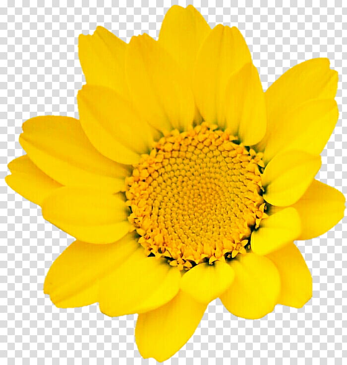 Yellow Spring Daisy transparent background PNG clipart