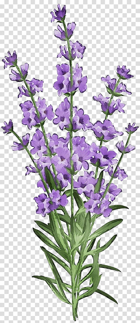 Lavender, Watercolor, Paint, Wet Ink, Flower, Flowering Plant, Purple, English Lavender transparent background PNG clipart