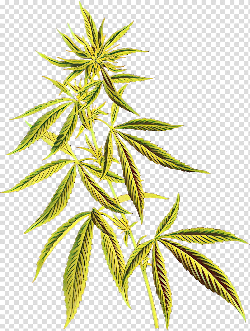 Family Tree, Cannabidiol, Cannabis, Cannabis Sativa, Hemp, Hemp Oil, Cannabis Smoking, Psychoactive Drug transparent background PNG clipart