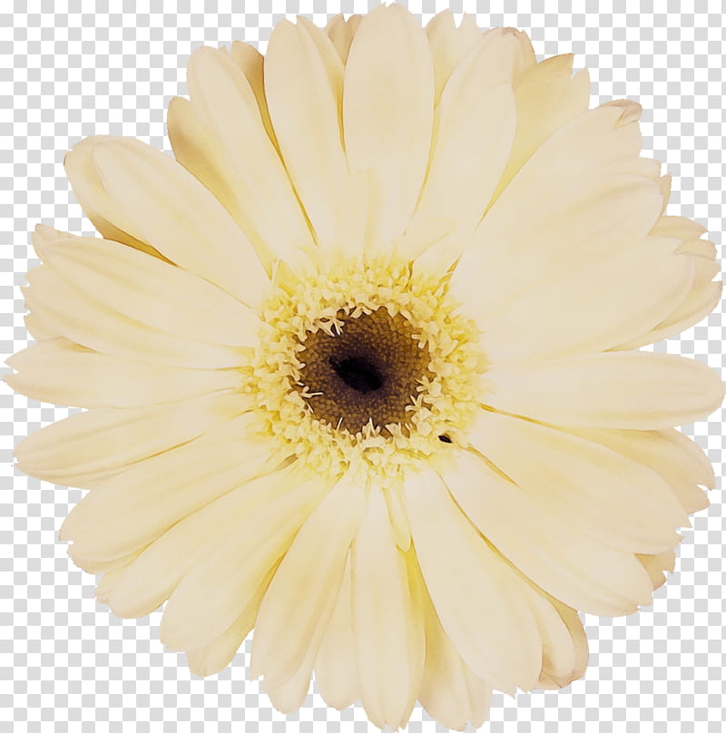 Pink Flowers, Transvaal Daisy, Yellow, White, Cut Flowers, Chrysanthemum, graphic Printing, Color transparent background PNG clipart