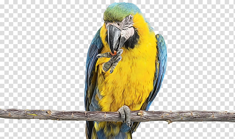 bird macaw parrot beak parakeet, Watercolor, Paint, Wet Ink, Budgie transparent background PNG clipart