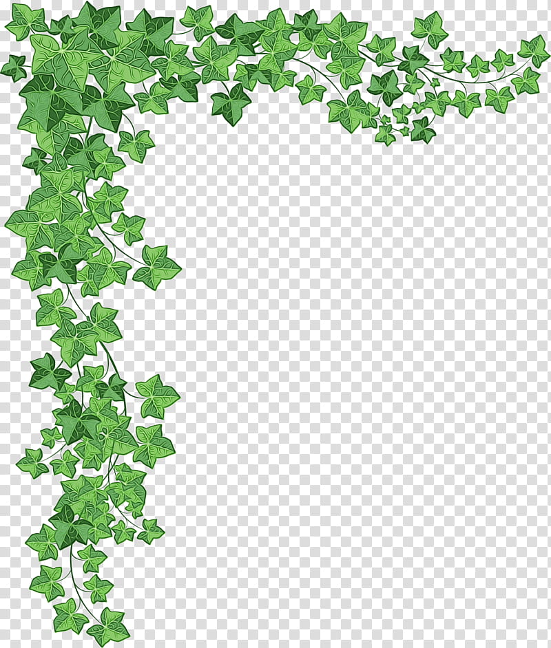 Drawing Of Family, Vine, Ivy, Leaf, Green, Plant, Flower, Ivy Family transparent background PNG clipart