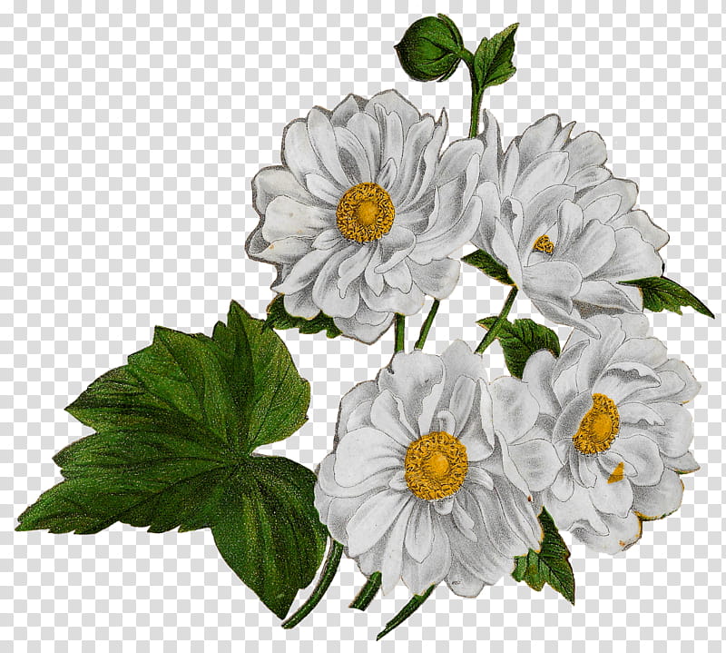 Bouquet Of Flowers Drawing, Cut Flowers, Flower Bouquet, Poppy Anemone, Floral Design, Chrysanthemum, White, Petal transparent background PNG clipart