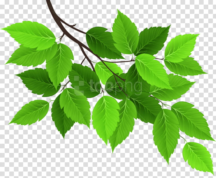 Autumn Tree Branch, Leaf, Plants, Plant Stem, Green, Autumn Leaf Color, Flower, Jiaogulan transparent background PNG clipart