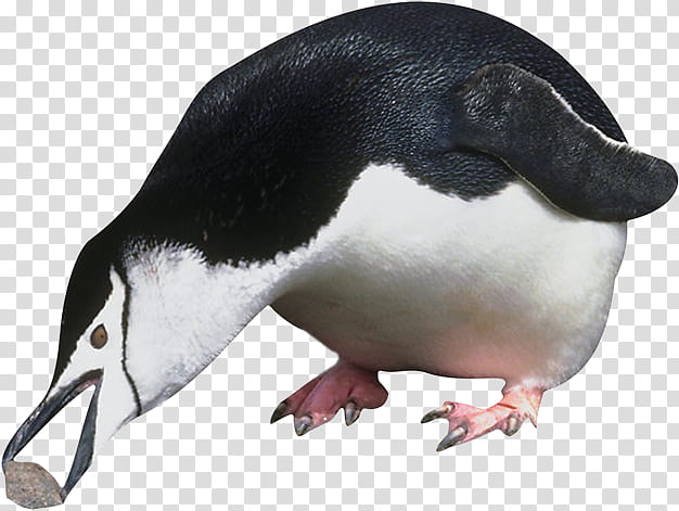 Painting, Penguin, Antarctica, Emperor Penguin, Animal, Alca, Little Penguin, Bird transparent background PNG clipart