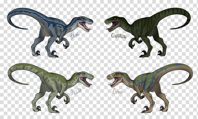 Jurassic Park, Velociraptor, Toronto Raptors, Tyrannosaurus, Drawing, Dinosaur, Indoraptor, Indominus Rex transparent background PNG clipart