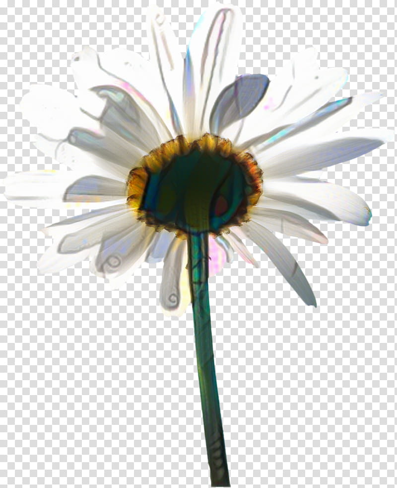 African Family, Oxeye Daisy, Common Daisy, Chrysanthemum, Chamomile, Flower, Plants, Transvaal Daisy transparent background PNG clipart
