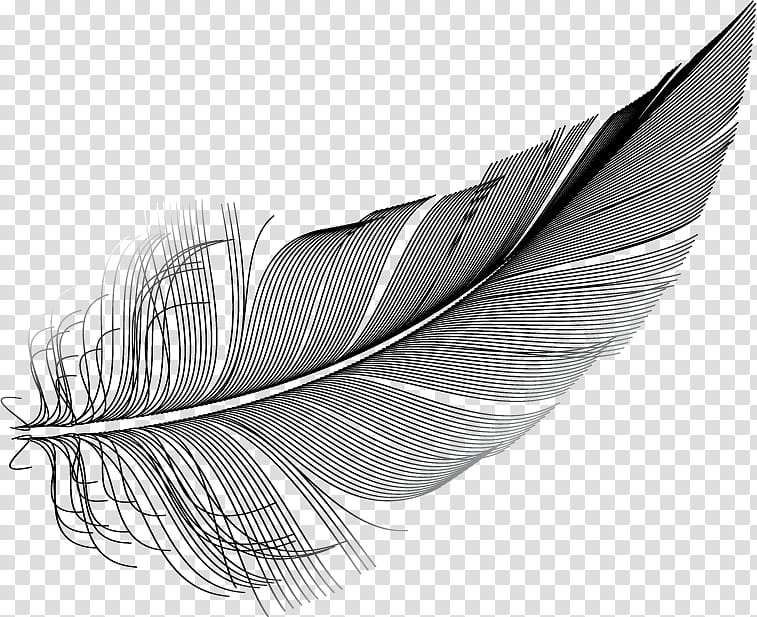 Owl, Feather, Black White M, Screen Printing, Research, Quill, Wing, Writing Implement transparent background PNG clipart
