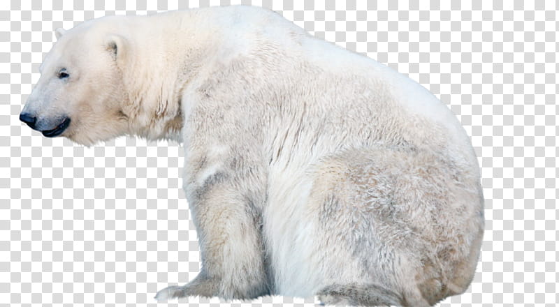 Polar Bear, Animal, Kodiak Bear, Snout, Animal Figure, Wildlife, Fur transparent background PNG clipart