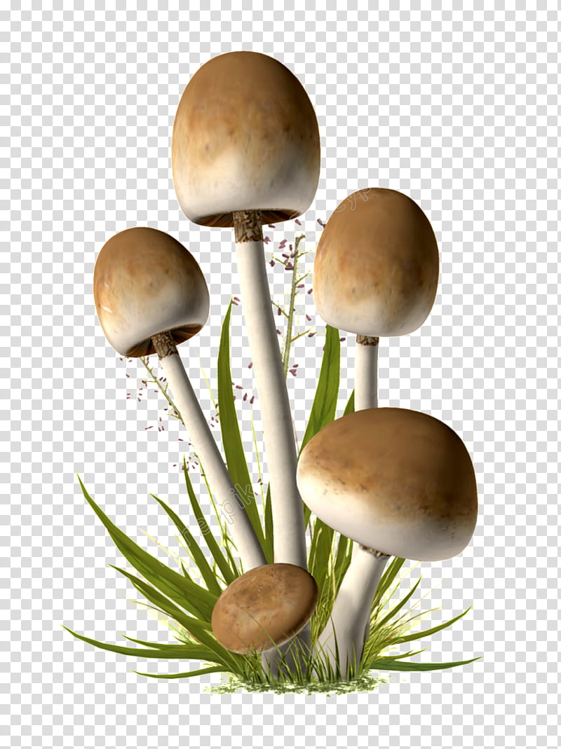 Mushroom, Edible Mushroom, Parasol Mushroom, Fly Agaric, Penny Bun, Hydnum Repandum, Yellow Morel, Lepiota transparent background PNG clipart