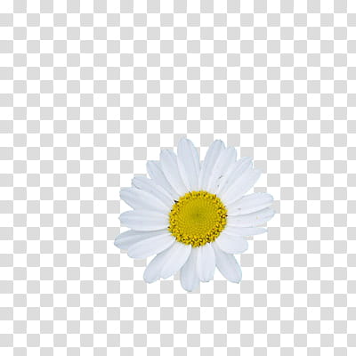 Crea tu propia TEXTURA, white daisy transparent background PNG clipart