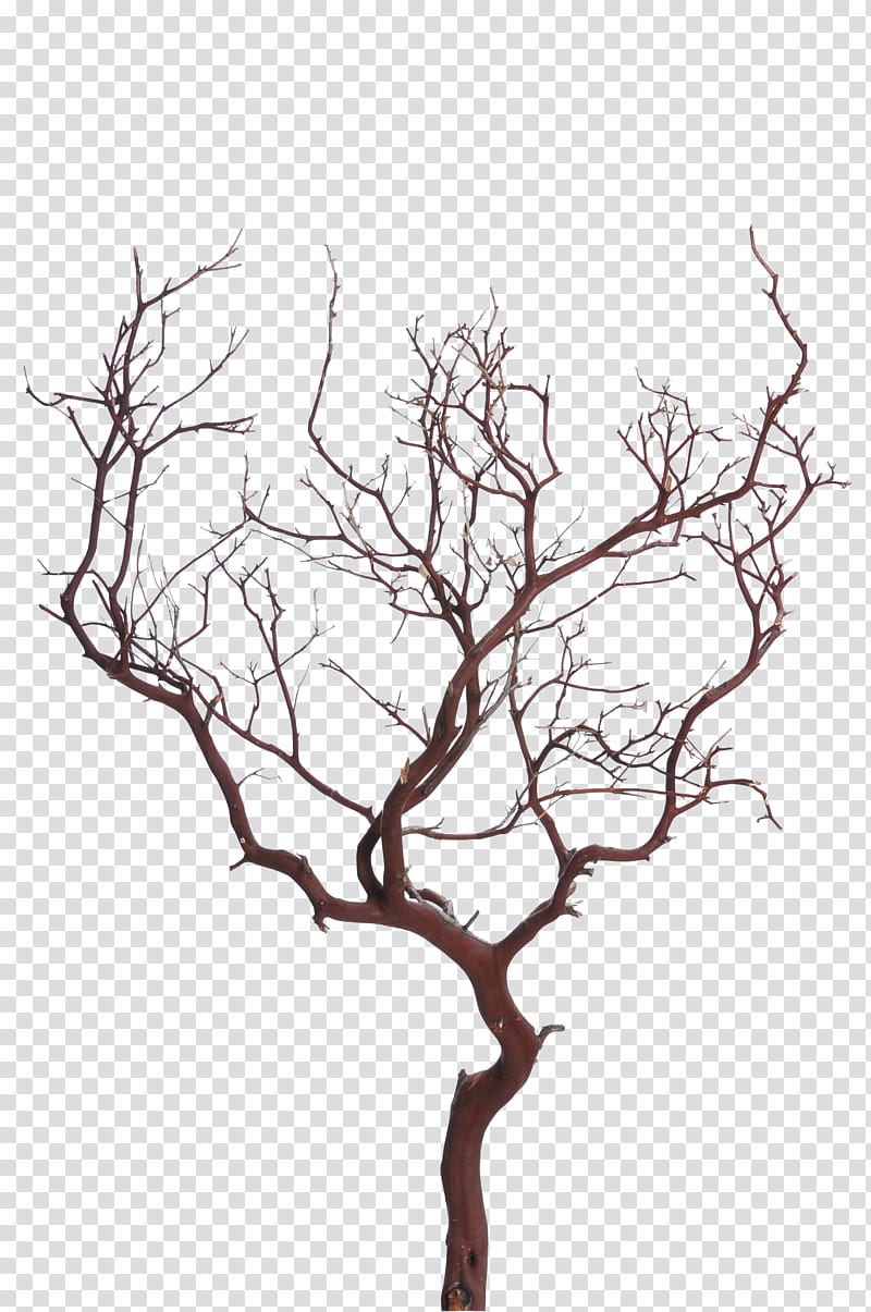 s, leafless tree transparent background PNG clipart