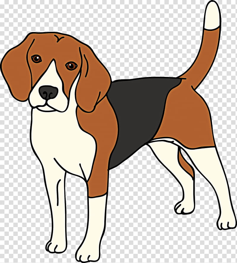 dog dog breed beagle-harrier english foxhound harrier, Beagleharrier, American Foxhound transparent background PNG clipart