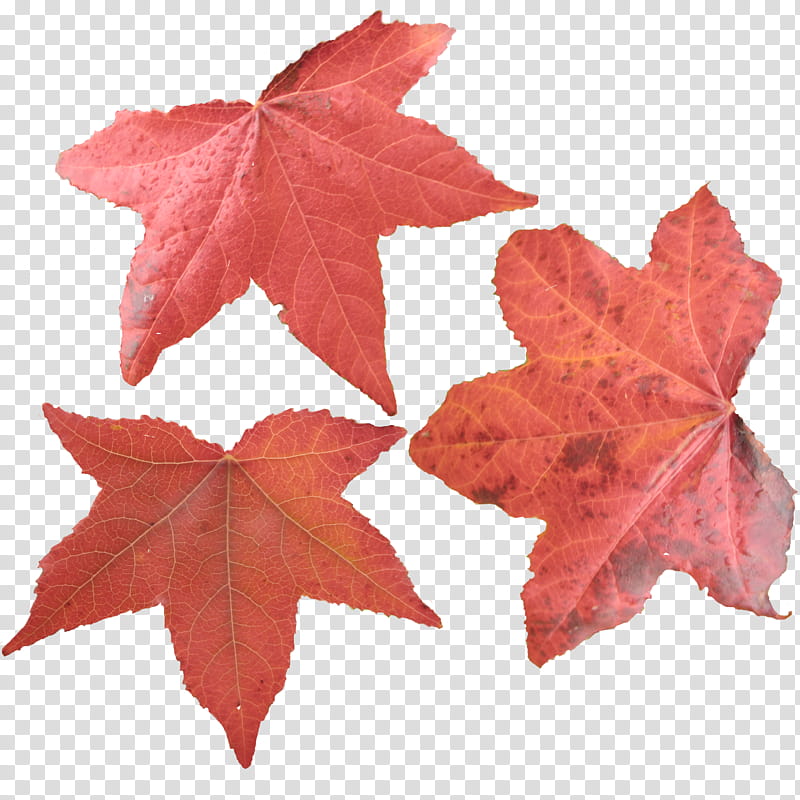 Maple Leaves, three red maple leaves transparent background PNG clipart