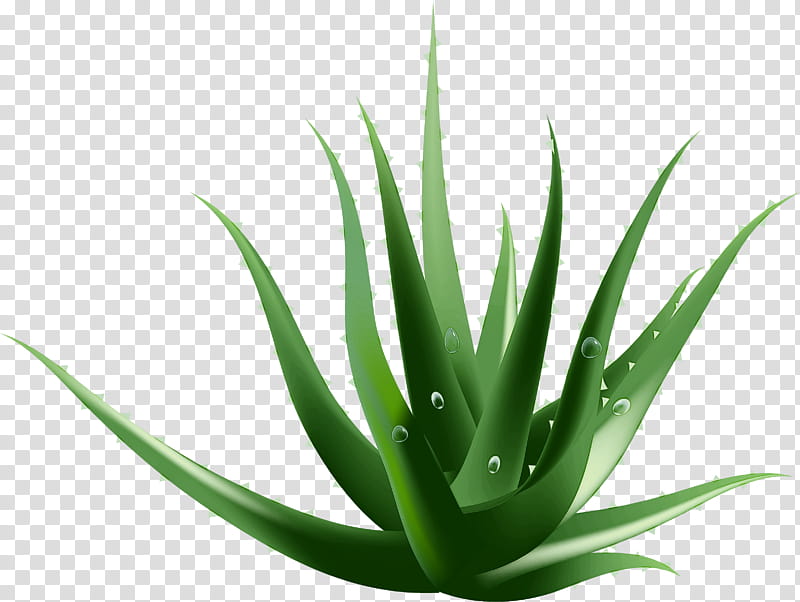 plant aloe agave azul agave terrestrial plant, Xanthorrhoeaceae, Houseplant, Leaf, Flower transparent background PNG clipart