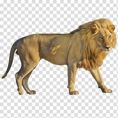 Cats, Roar, East African Lion, Panthera, Lion Guard, Wildlife, Masai Lion, Animal Figure transparent background PNG clipart