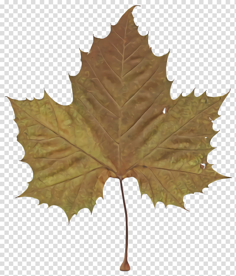 Maple leaf, Tree, Grape Leaves, Black Maple, Plane, Plant, Black Oak, Woody Plant transparent background PNG clipart