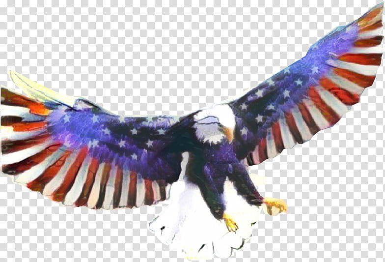 Sea Bird, United States, Culture, Flag Of The United States, United States Nationality Law, Culture Of The United States, History, God Bless America transparent background PNG clipart