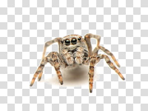 Wolf Spider transparent background PNG cliparts free download