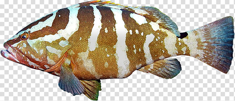Fish, Tilapia, Euthynnus Lineatus, Grouper, Skipjack Tuna, Epinephelus Marginatus, Threadfin, Fish Products transparent background PNG clipart
