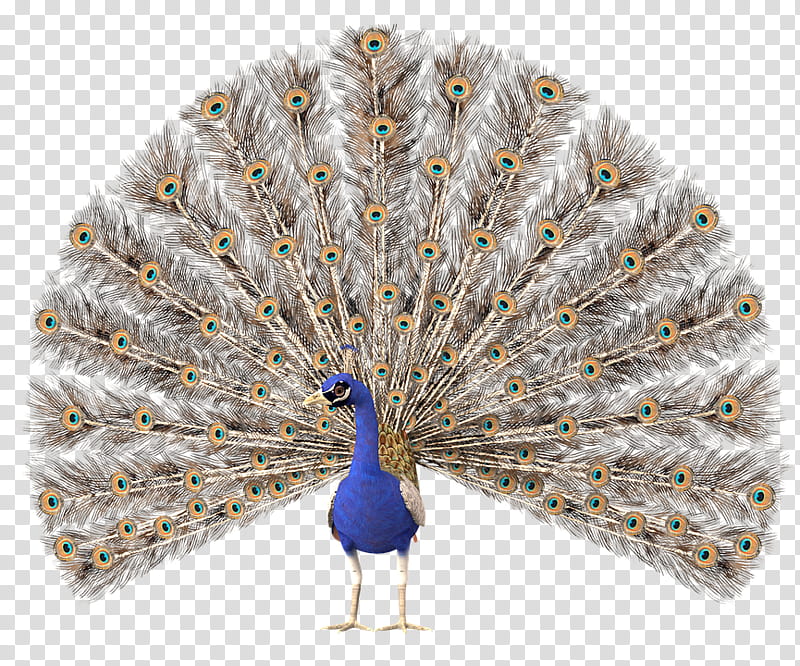 Peacock , blue and gray peacock illustration transparent background PNG clipart