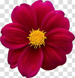 Flower, pink single-petaled dahlia flower in bloom transparent background PNG clipart