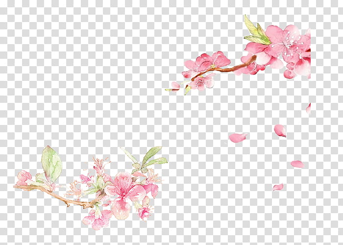 Cherry Blossom, Painting, Spring
, Tim Cheung, Drawing, Watercolor Painting, Petal, Blog transparent background PNG clipart