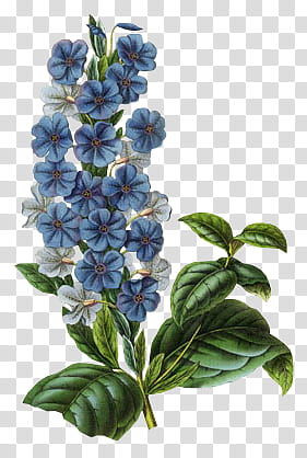 blue, white, and green blooming flowers illustration transparent background PNG clipart