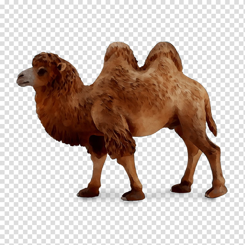 Cartoon Nature, Dromedary, Moscow, Collecta, Bactrian Camel, Babadu, Child, Wilderness transparent background PNG clipart