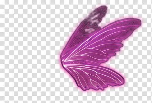 Mariposa, purple wings illustration transparent background PNG clipart