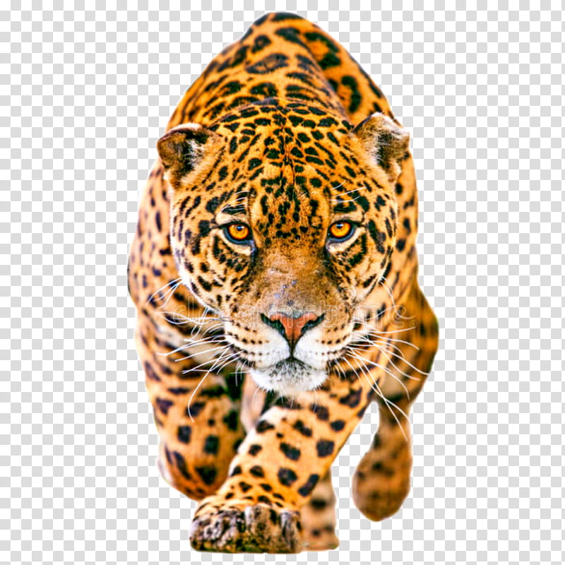 Cartoon Cat, Jaguar, Jaguar Ctype, , Computer Icons, Big Cat, Terrestrial Animal, Vertebrate transparent background PNG clipart