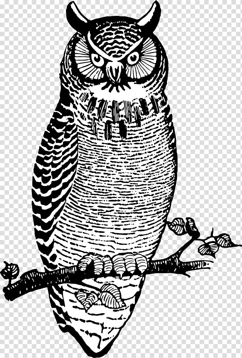 Bird Line Drawing, Owl, Beak, Visual Arts, Bird Of Prey, Spanish Language, Medicine Man, Learning transparent background PNG clipart