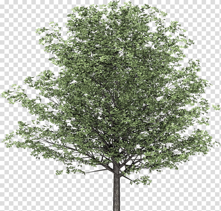 Family Tree Drawing, Branch, English Walnut, Wood, Building, Architecture, Woody Plant, Tree Nut Allergy transparent background PNG clipart