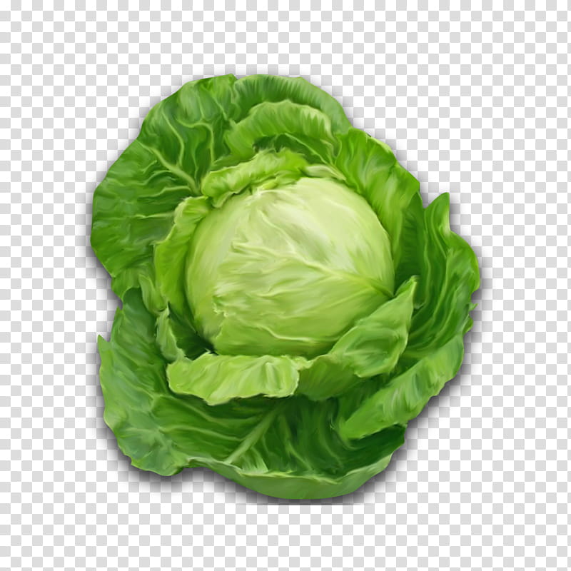 cabbage leaf vegetable vegetable iceburg lettuce lettuce, Wild Cabbage, Savoy Cabbage, Plant transparent background PNG clipart