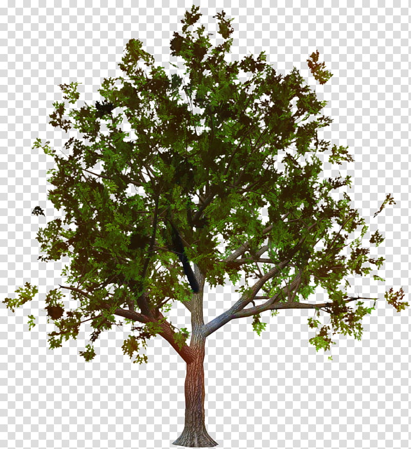 Family Tree, Plane Trees, Plane Tree Family, Plant, Woody Plant, Flower, Branch, Leaf transparent background PNG clipart