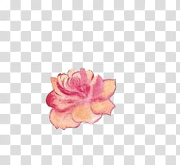 Crystals Flowers, pink and orange rose isolated transparent background PNG clipart