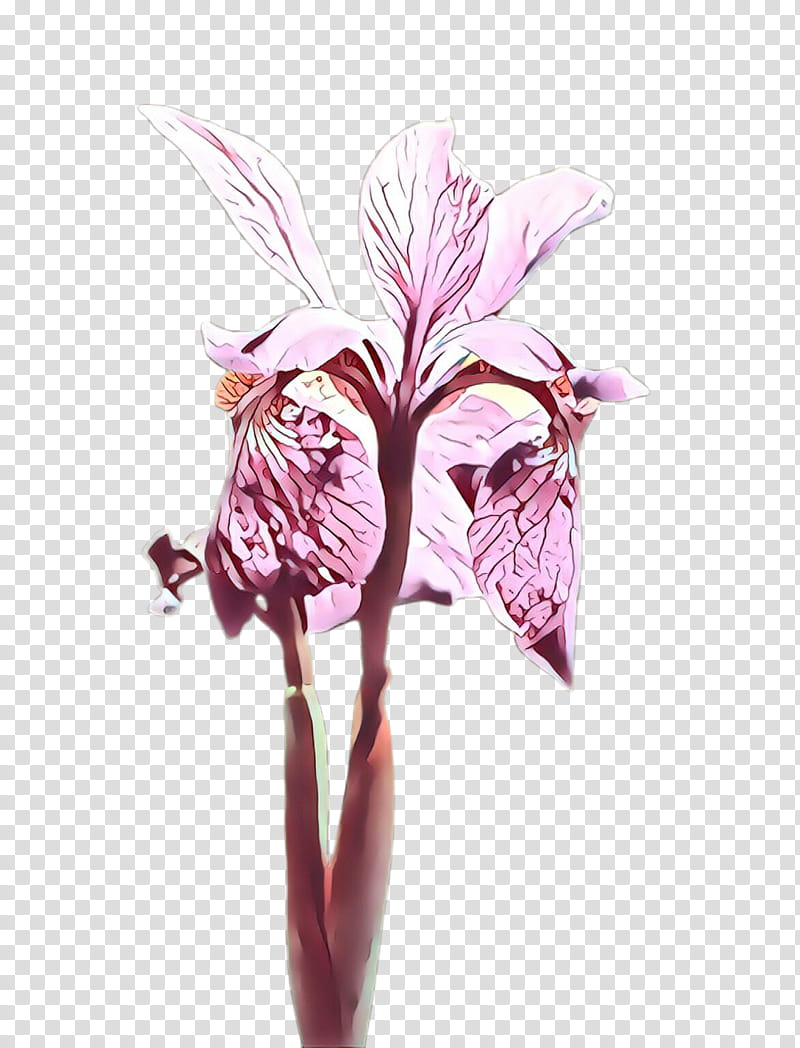 flower plant pink flowering plant cut flowers, Cartoon, Iris, Cattleya, Alismatales transparent background PNG clipart