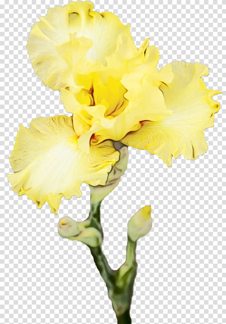 flower flowering plant yellow petal cut flowers, Watercolor, Paint, Wet Ink, Iris, Iris Family, Cattleya, Moth Orchid transparent background PNG clipart