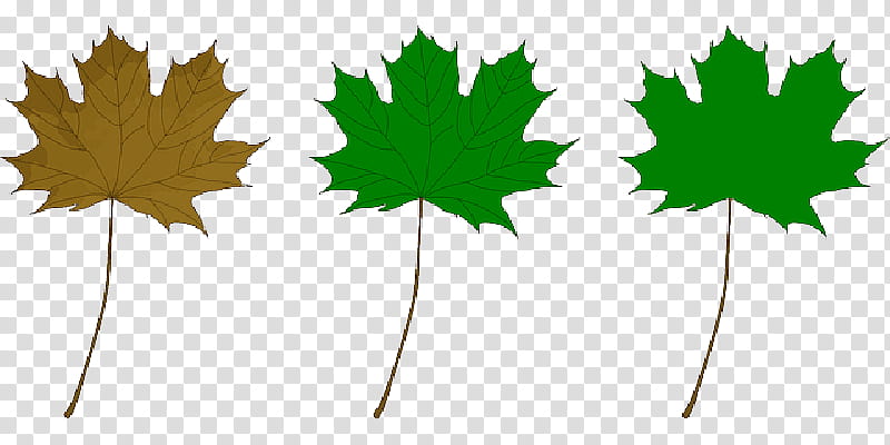 Autumn Leaves Drawing, Line Art, Maple, Maple Leaf, Emoticon, Autumn Leaf Color, Maple Syrup, Tree transparent background PNG clipart