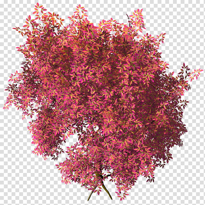 Megusurinoki Acer Maxi TIF, pink flowers transparent background PNG clipart